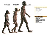 Graphic A. afarensis A. sediba to H. Erectus