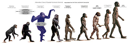 Alternative adaptation of bipedality for Hominoid and Hominid