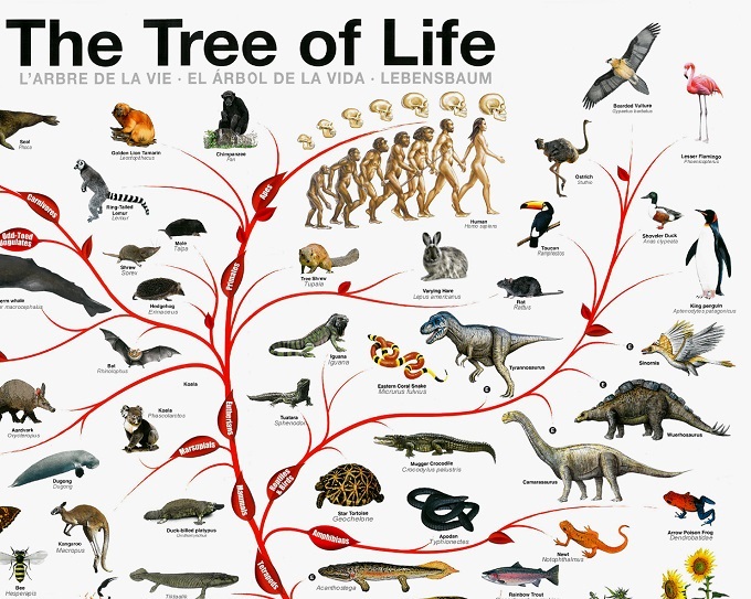 what is the evolutionary tree of life